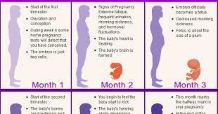 Pregnant Belly Chart Blackmores Pregnancy