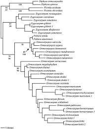Image result for Ormocarpum schliebenii