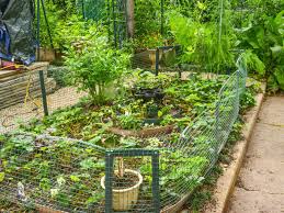 Upgrade your lawn and garden spaces with electric fencing supplies. Master Gardener Tips To Keep Squirrels Away From Vegetable Gardens Home Garden Tulsaworld Com