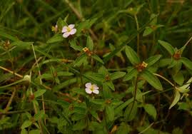 Image result for Antherotoma naudinii