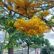 Image result for Grevillea robusta