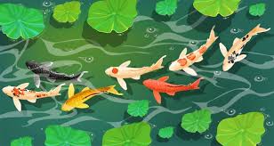 Ulcers (red sores or spots) are fairly common in koi goldfish ponds and can be caused by a several different things. Koi Pond Images Free Vectors Stock Photos Psd