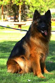 That's a question many potential pup owners ask, and we have the answer, from the initial price to ongoing the german shepherd is a big dog with a hearty appetite, so you should definitely take note of food expenses when factoring out the full german. 200 German Shepherd In Pakistan Ideas German Shepherd Shepherd German