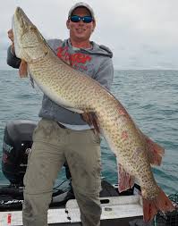 As nouns the difference between pike and muskie is that pike is drop while muskie is. Rubber Pike Lures Off 69 Medpharmres Com