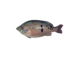 Fish sizes will vary depending on the catch of the day. Australian Jade Perch J Robert Farms