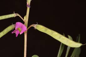 Image result for Tephrosia purpurea