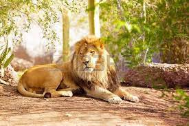 Lion Laying Down A Large African Lion Laying Down On The Ground In A Jungle Setting African Lion Lion Mural Lion
