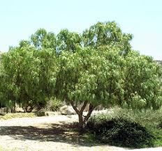 Image result for Schinus molle