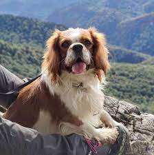 Abby will be utd on shots and wormed regularly,veterinarian checked, and health certificate. Cavalier King Charles Spaniel For Sale In Usa Home Facebook