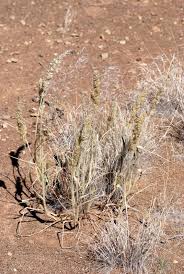 Image result for Schmidtia kalahariensis