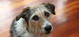 This job is a good match for an animal lover.vet techs are in excessive demand. Veterinary Clinic Pet Vet Rothesay Bay Vet Clinic Auckland