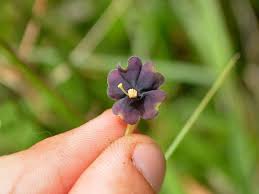 Image result for Schwenckia