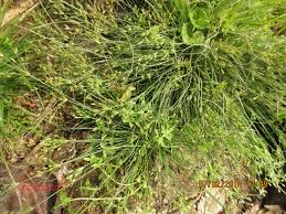 Image result for Fimbristylis squarrosa