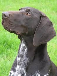 The Many Things We Adore About The Energetic German Shorthaired Pointer Puppy Ger German Shorthaired Pointer Dog German Shorthaired Pointer German Shorthair