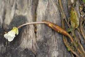 Image result for Ottelia exserta