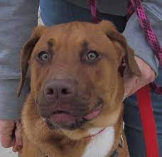 Pin On Adoptable Pets