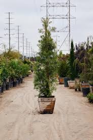 Image result for Afrocarpus