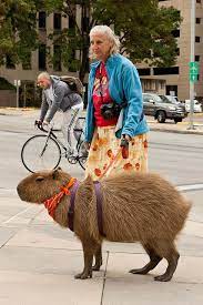 However, if they feel threatened or provoked, they will use their giant teeth to defend themselves and may bite. Pin On I Want A Cappybara