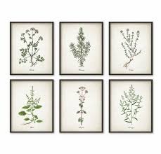 Kitchen Herbs Wall Art Print Set Of 6 Vintage Botanical Herb Prints Herb Kitchen Decor Illustrations Picture Set Herb Prints Herb Wall Apartment Wall Art
