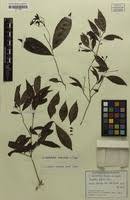 Image result for Rhabdophyllum