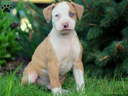 The american french bull terrier is not a purebred dog. American Bulldog Mix Puppies For Sale Greenfield Puppies