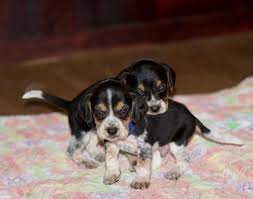 Blue Collar Puppies Puppy Adoption Dog Breeders Near Me