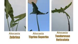 Alocásia) — род многолетних растений семейства ароидные (araceae). Alocasia Zebrina Alocasia Tigrina Superba Alocasia Tandurusae Reticulata Youtube