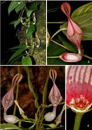 Image result for Ceropegia breviflora