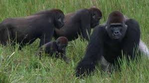 Image result for Uvariastrum germainii