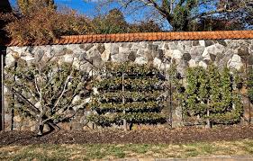 Palmette A Branches Droites Palmette Horizontale Legendre Palmette Verrier A Six Branches Espalier Fruit Trees Biltmore Estate Fruit Trees