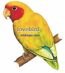 Burung lovebird termahal warna di indonesia jenis harga suara gambar 2021 dunia blorok download gacor paling mahal biola bulu juara daftar foto love bird jual mp3 makanan nama pasaran sangkar tercantik dan saat ini urutan yang yg. Contoh Gambar Mewarnai Burung Love Bird Kataucap