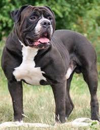 Our alapahas watch over us and our 45 acre farm, while they also alapahas are a rare breed of bulldog, registered through the alapaha blue blood bulldog association (abba). Alapaha Blue Blood Bulldog Breed Information