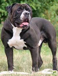 Recently purchased a lovely puppy but my child has an allergy i have to sell her. Alapaha Blue Blood Bulldog Breed Information
