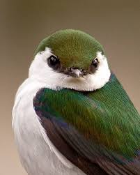 Check spelling or type a new query. Nestwatch How To Find Nests Nestwatch