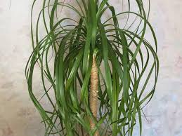 We did not find results for: How To Grow A Ponytail Palm Indoors Or Outdoors Dengarden