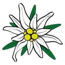 We did not find results for: Berg Edelweiss Freigestellt Flower Drawing Edelweiss Flower Drawings