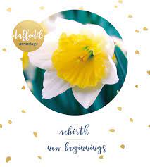 We did not find results for: Daffodil Meaning And Symbolism Ftd Com