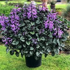 Jul 20, 2014 · growing alongside the typical form is a more compact flowered and smaller leaved cultivar that looks a bit more like the eurasian species. Plectranthus Velvet Diva Swedish Ivy Spurflower Lamiaceae The Mint Family