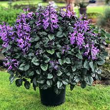 An overview the botanical name of swedish ivy is plectranthus australis plectranthus australis has a life span of three to five years on average. Plectranthus Velvet Diva Swedish Ivy Spurflower Lamiaceae The Mint Family