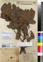 Image result for Synsepalum passargei