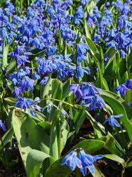 Image result for Scilla