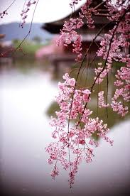 Heian Jingu Shrine Kyoto Japan Kyoto Travel Fondo De Pantalla Flor Rosa Arboles En Flor Rosas