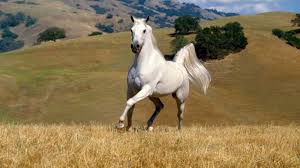 Black And White Horse Images Hd Animals Horse 1366 768 Wallpaper Weird Animals Horse Wallpaper Photoshopped Animals