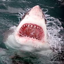 Therefore, when you want to find a great white shark tooth it must often come from an old collection. How Many Teeth Does A White Shark Have