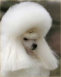 Pets Poodle Poodle Puppy Dog Grooming Purebred Dogs