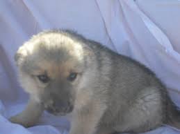 We are a small family farm that raises only akc pure white german shepherd puppies. German Shepherd Puppies For Sale West Plains Mo 118801