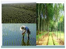 Pertanian kebun kecil (sara diri) 3. Kejuruteraan Semula Sektor Pertanian Ppt Download