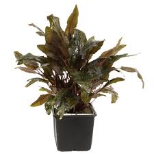 When grown in an open space the leaves will virtually lie on tropica aquarium plants. Cryptocoryne Wendtii Tropica Xl Pflanze