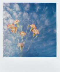See flower painting stock video clips. 60 000 Best Watercolor Flowers Photos 100 Free Download Pexels Stock Photos