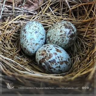 CARDINAL FACTS — CARING CARDINALS